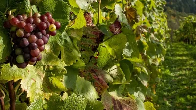 La SCPI LF Grand Palais acquiert deux nouveaux vignobles
