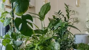 Optimale perce le marché de la jardinerie en Nouvelle-Aquitaine ! (64)