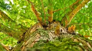Le point de la semaine #33 : focus sur les Groupements Forestiers