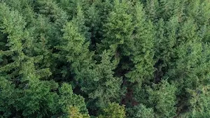 Arbre de l’Année 2025 : Découvrez les 13 nominés et votez