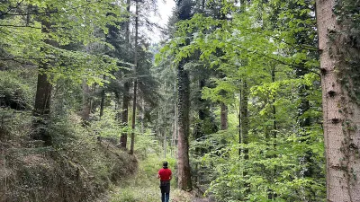 Le GFI CœurForest 2 acquiert la forêt de Caujous en Ariège