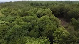 CœurForest acquiert la forêt de Kergrist-Moëlou en Bretagne