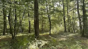 CœurForest 2 : la forêt de Pontcharraud intègre le patrimoine du GFI