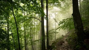 La forêt comme patrimoine durable : focus sur EPIFORÊT 1