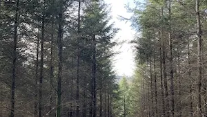 GFI EPIFORÊT 1 : Nouvelle acquisition forestière dans le Limousin