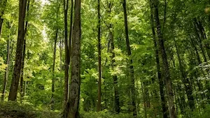 Lancement du GFI France Valley Forêts XXI