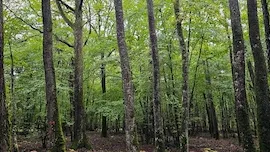 France Valley : Nouvelle acquisition forestière dans l’Yonne