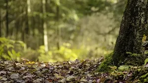GFI Epiforêt 1 : Une dynamique confirmée au S2 2024