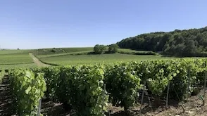GFV Champenois France Valley III : Nouvelle acquisition à Ambonnay