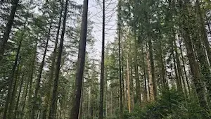 GFI France Valley Patrimoine : Acquisition de la forêt de l’Abondice