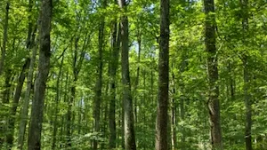 Le Bois de Saint-Léon vient enrichir le patrimoine du GFI FORECIAL