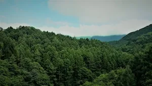 GFI Forecial : 917 hectares gérés et 3 acquisitions S1 2025