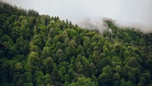 GFI FORECIAL 2 : Un automne dynamique avec deux nouvelles forêts