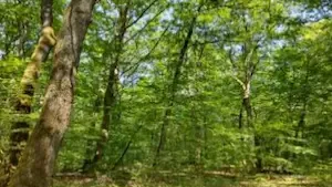 FORECIAL 3 : 36 hectares rejoignent le patrimoine du GFI