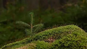 Naudet parraine le reboisement d’une forêt d’EPIFORÊT 1