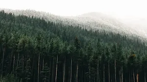 Sogenial Immobilier : 3 nouvelles forêts pour son GFI CœurForest