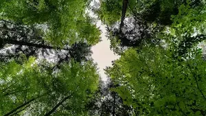 GFI Epiforêt 1 : Croissance maîtrisée et nouvelle acquisition forestière au S2 2025