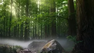 GFI : Tout comprendre sur le Groupement Forestier d'Investissement en
