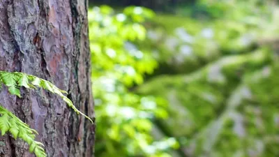 MeilleureSCPI.com lance Meilleur-GF.com : plateforme d’investissement sur le groupement forestier