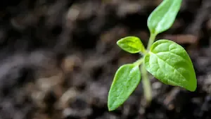 SC Terra Europe : Investir dans la terre via l'assurance vie avec UAF