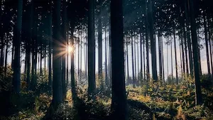 Sogenial Immobilier : 163 hectares de forêts pour le GFI CœurForest