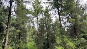 GFI Vatel 2 : Première acquisition avec la forêt de Coat Borc’h