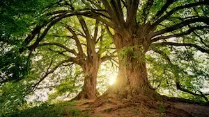 Arbre de l’Année 2025 : découvrez les grands gagnants du concours