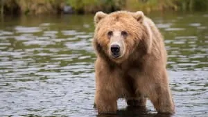 Bear Market : comprendre et investir en marché baissier en 2026