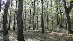 Le GFI CœurForest 2 acquiert la forêt des Rollats à Vichy