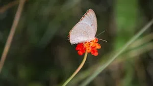 Comment l’épargne peut soutenir la biodiversité en 2026