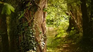 GFI EPIFORÊT 1 : un patrimoine forestier en développement au 1S 2026