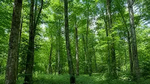 Le Bois l’Abbé rejoint le patrimoine du GFI FORECIAL 2