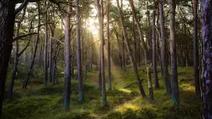 Journée internationale des forêts 2026 : un levier économique et écologique majeur