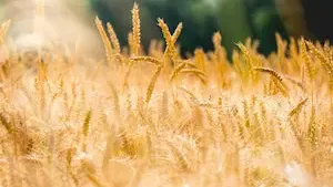 SC Terres Invest : cap maintenu sur le foncier agricole au 4e trimestre 2025