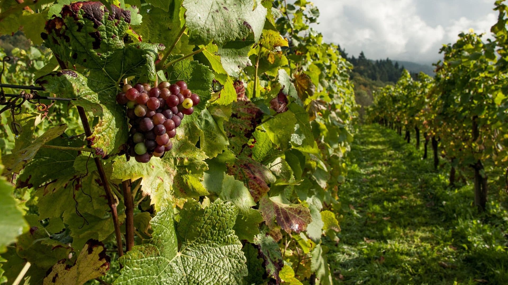 La_SCPI_LF_Grand_Palais_acquiert_deux_nouveaux_vignobles