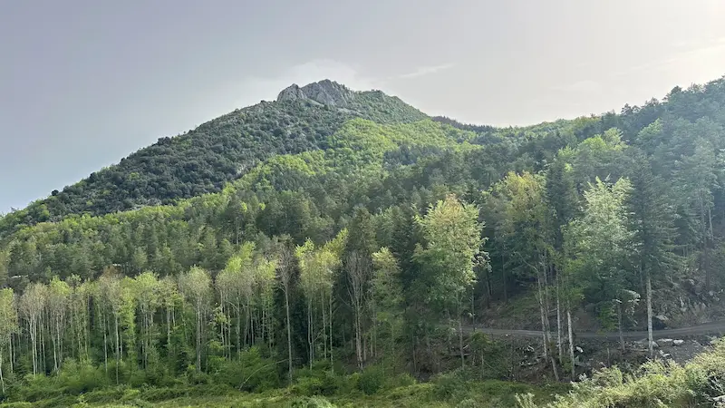 foret-de-caujous-coeurforest-2