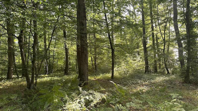 coeur-forest-2-la-foret-de-pontcharraud-integre-le-patrimoine-du-gfi