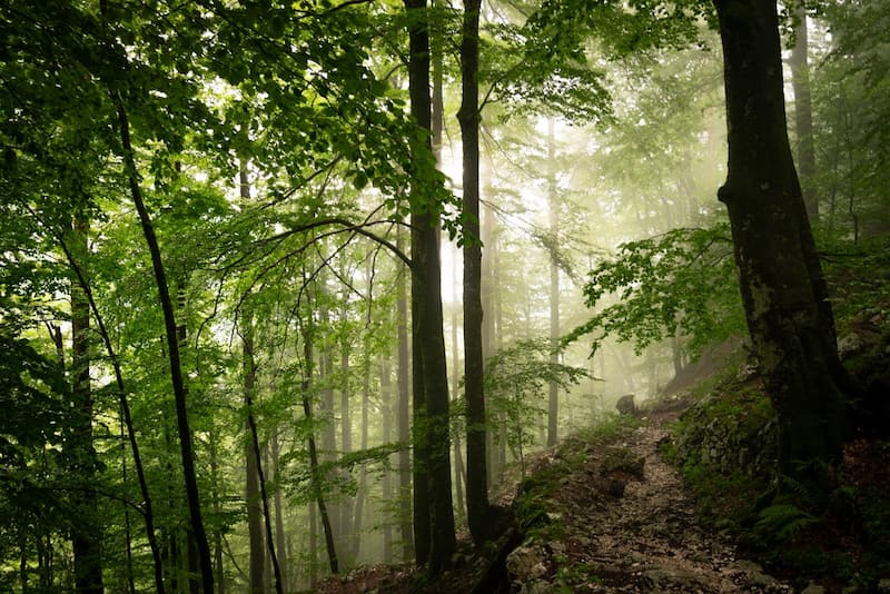 la-foret-comme-patrimoine-durable-focus-sur-epiforet-1-