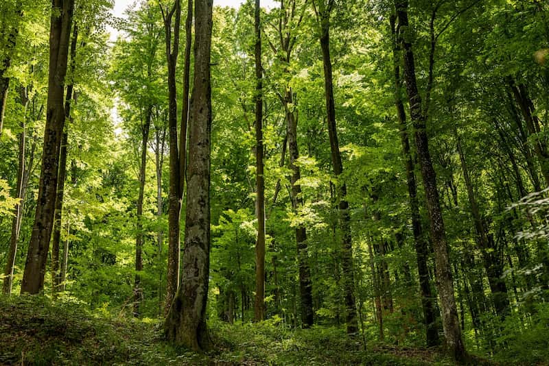 lancement-du-gfi-france-valley-forets-xxi