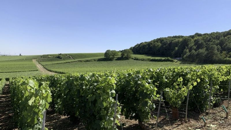 gfv-champenois-france-valley-iii-nouvelle-acquisition-a-ambonnay