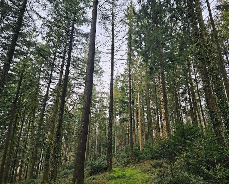 gfi-france-valley-patrimoine-acquisition-de-la-foret-de-l-abondice