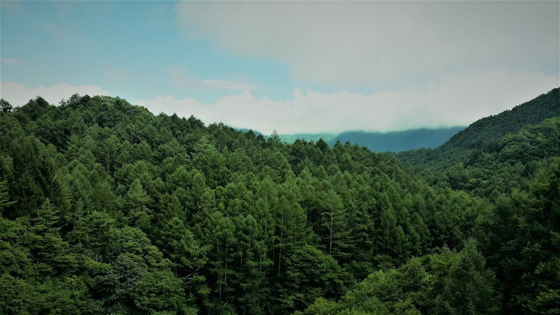 gfi-forecial-917-hectares-geres-et-3-acquisitions-s1-2025