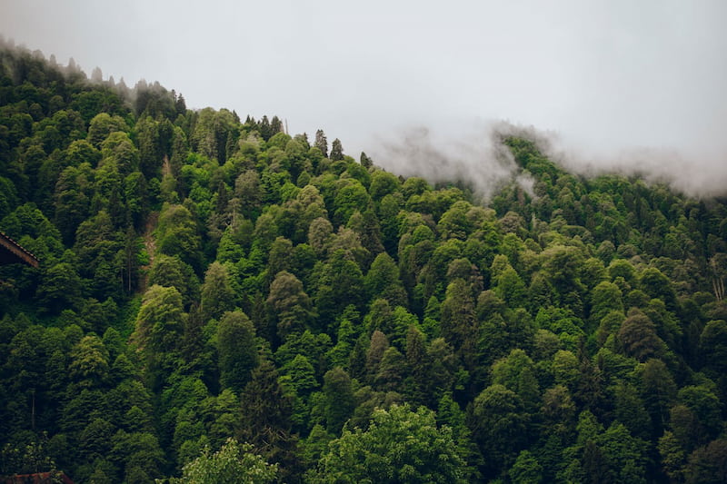 gfi-forecial-2-un-automne-dynamique-avec-deux-nouvelles-forets
