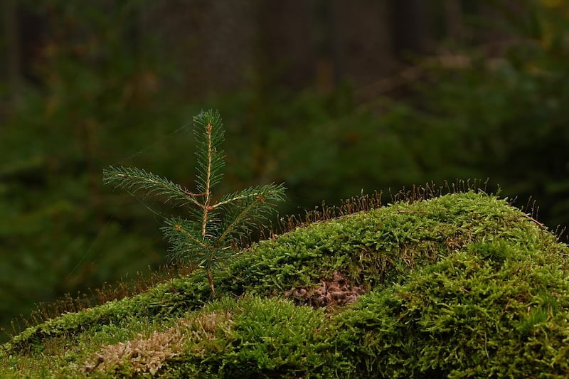 naudet-parraine-le-reboisement-d-un-foret-d-epiforet-1