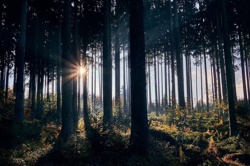 sogenial-immobilier-163-hectares-de-forets-pour-le-gfi-coeurforest