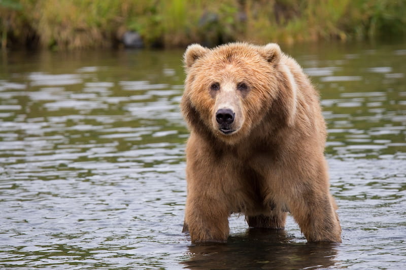 decryptage-du-bear-market-analyse-des-phases-de-recul-en-bourse