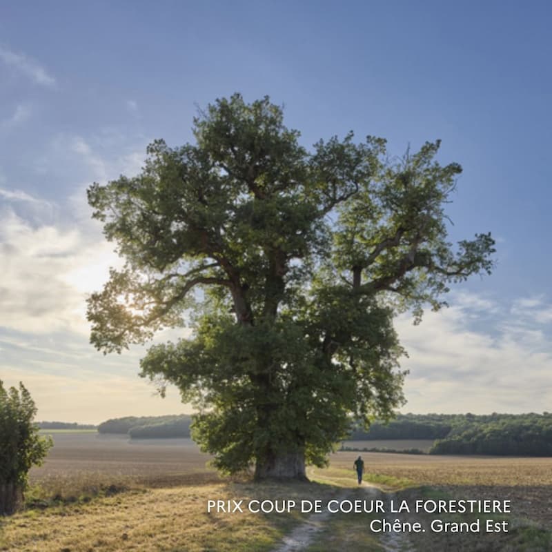 chene-de-chanceron-coup-de-coeur