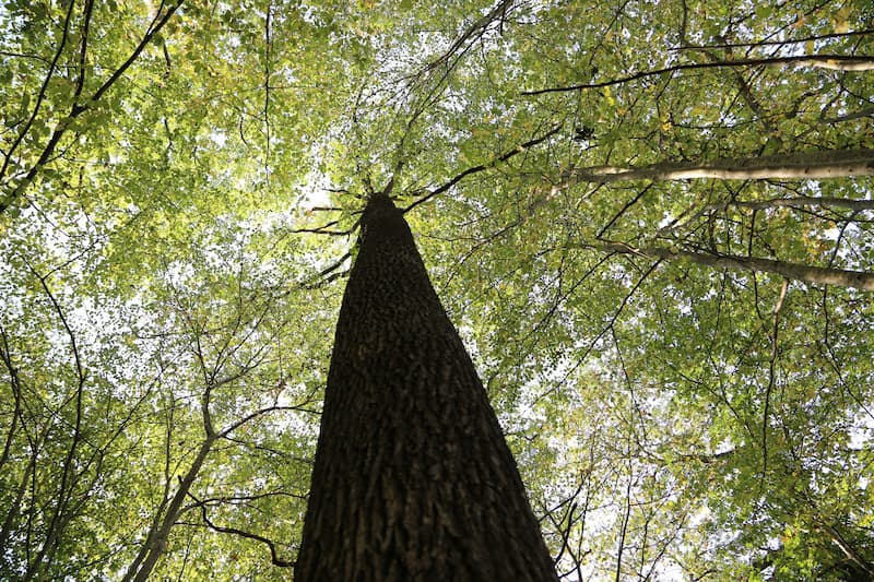 coeurforest-2-a-vichy