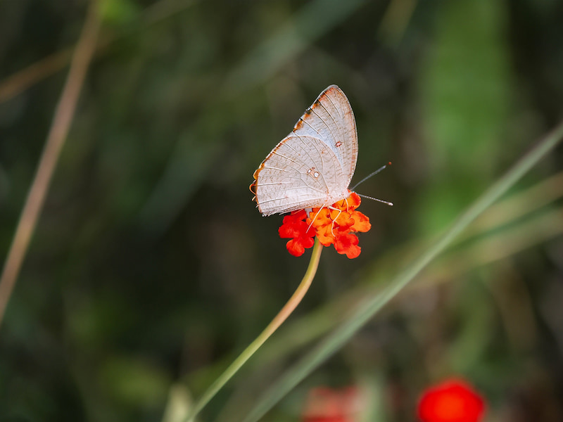 comment-l-epargne-peut-etre-au-service-de-la-biodiversite