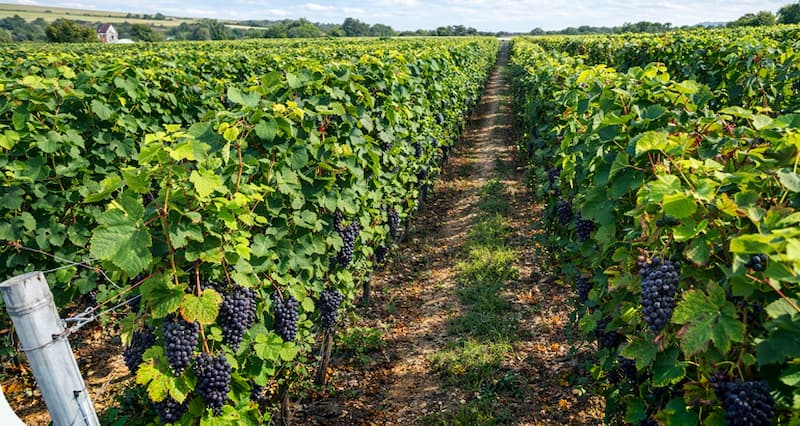 un-terroir-d-exception-rejoint-le-portefeuille-france-valley